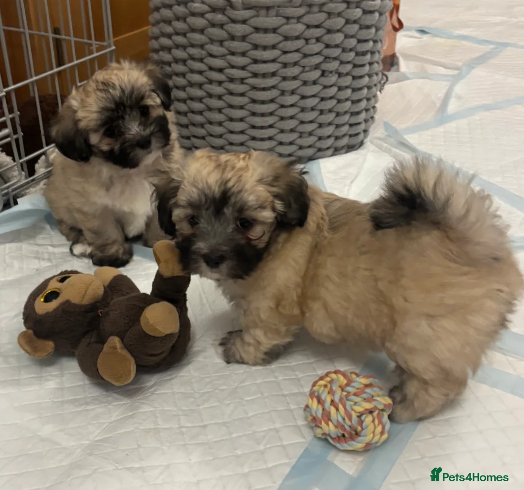 Maltipoo dogs for sale: Maltipoo - Advert 35