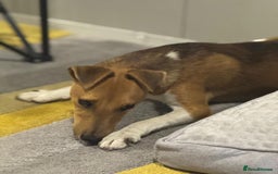 Fox Terrier dogs for adoption: Beautiful Rusty needs a home - Image 6