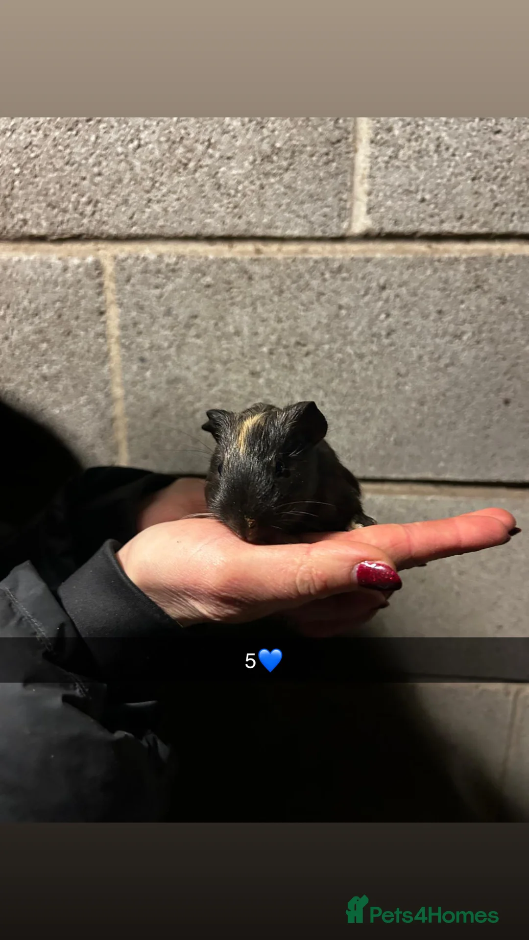 Guinea Pig rodents for sale: Five lovely guinea pigs all looking for new homes! - Advert 9