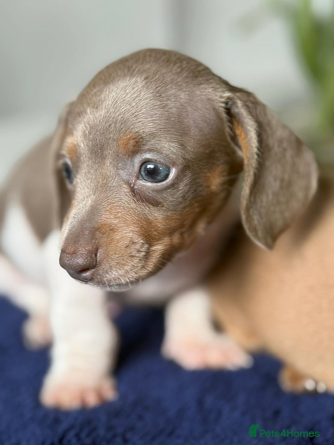 Miniature Dachshund dogs for sale: gorgeous litter of kaninchen mini dachshunds - Image 5