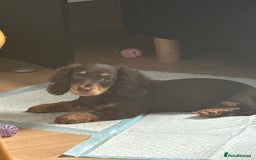 Miniature Dachshund dogs for sale: Mini dachshund  - Image 1