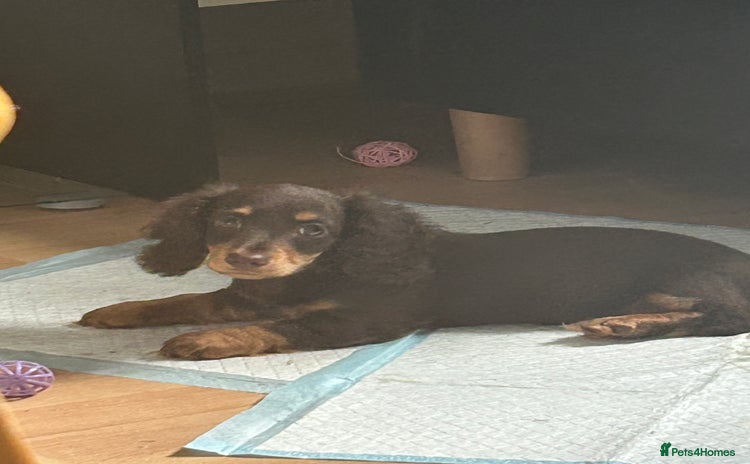 Miniature Dachshund dogs - Advert 4