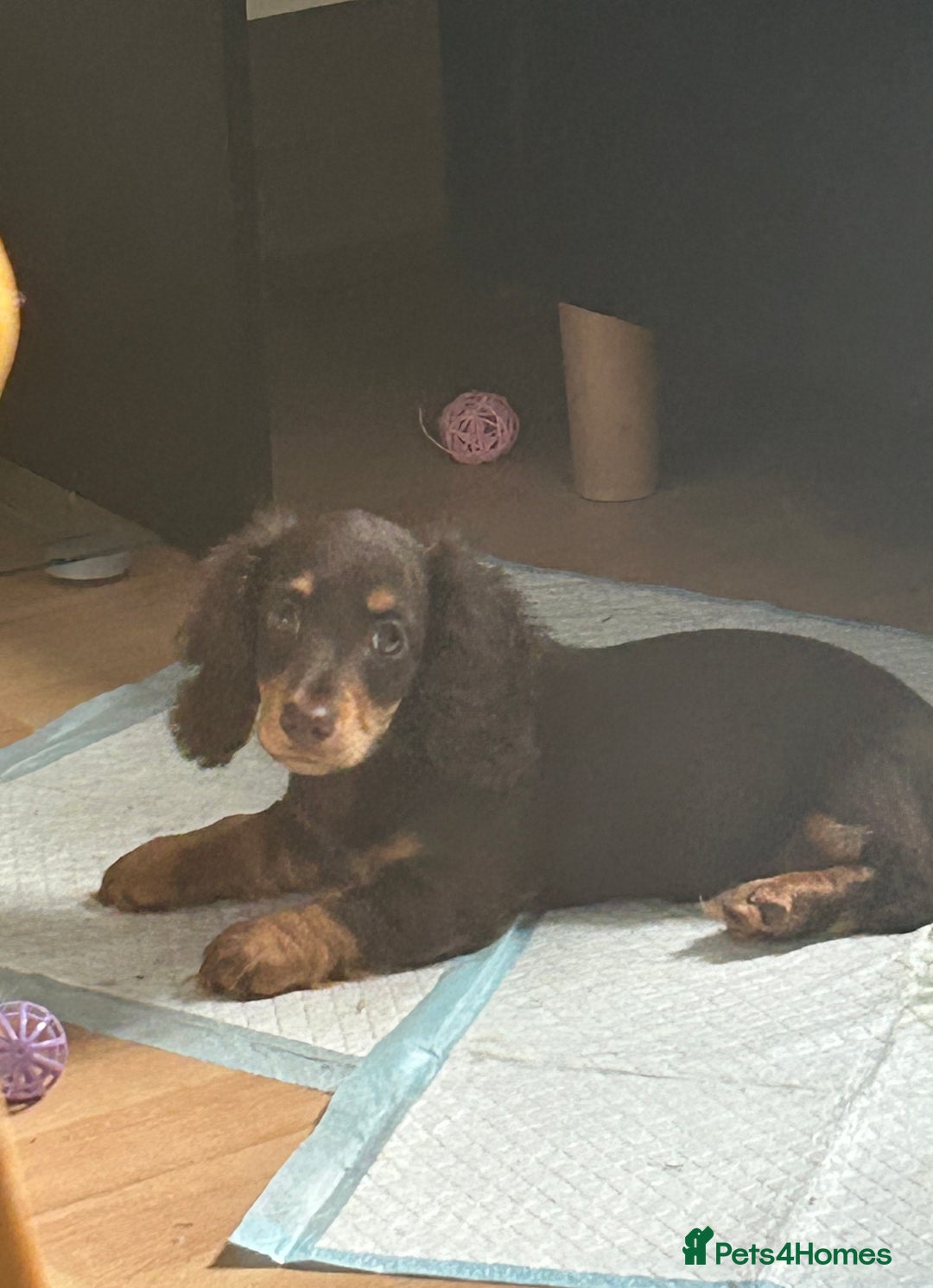 Miniature Dachshund dogs for sale: Mini dachshund  - Image 1