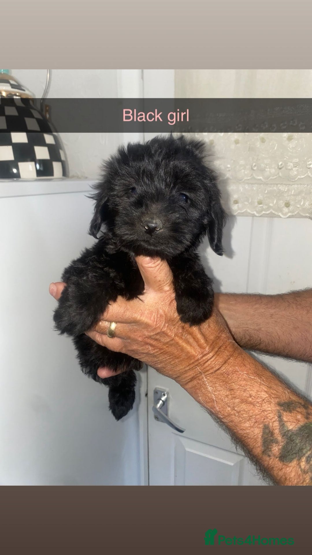 Cockapoo dogs for sale: cockapoo pups - Image 11