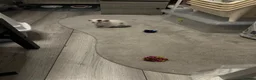 Mixed Breed cats for sale: 2 girls and 2 boys ready on 28 th October  - Advert 24