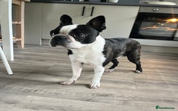 Boston Terrier dogs for stud: KC Boston Terrier for Stud - Image 1