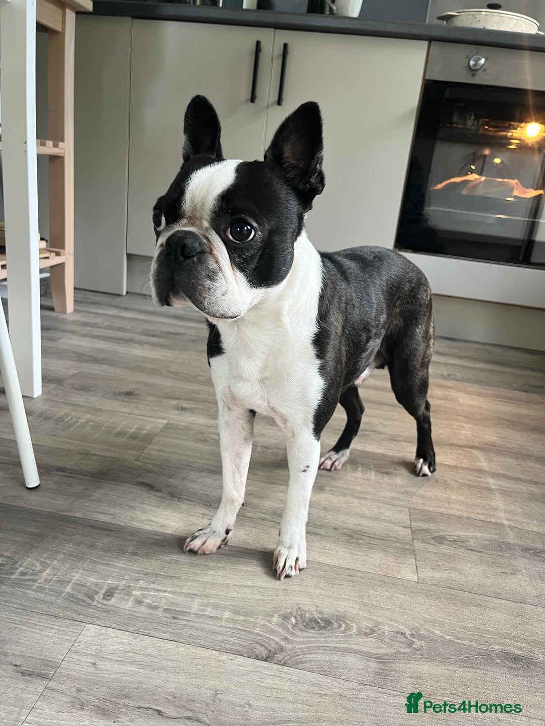 Boston Terrier dogs for stud: KC Boston Terrier for Stud - Image 1