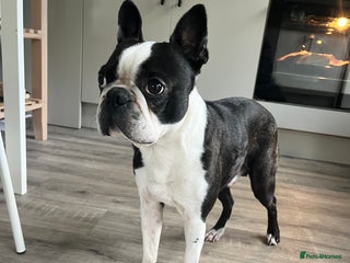 Boston Terrier dogs - Advert 12