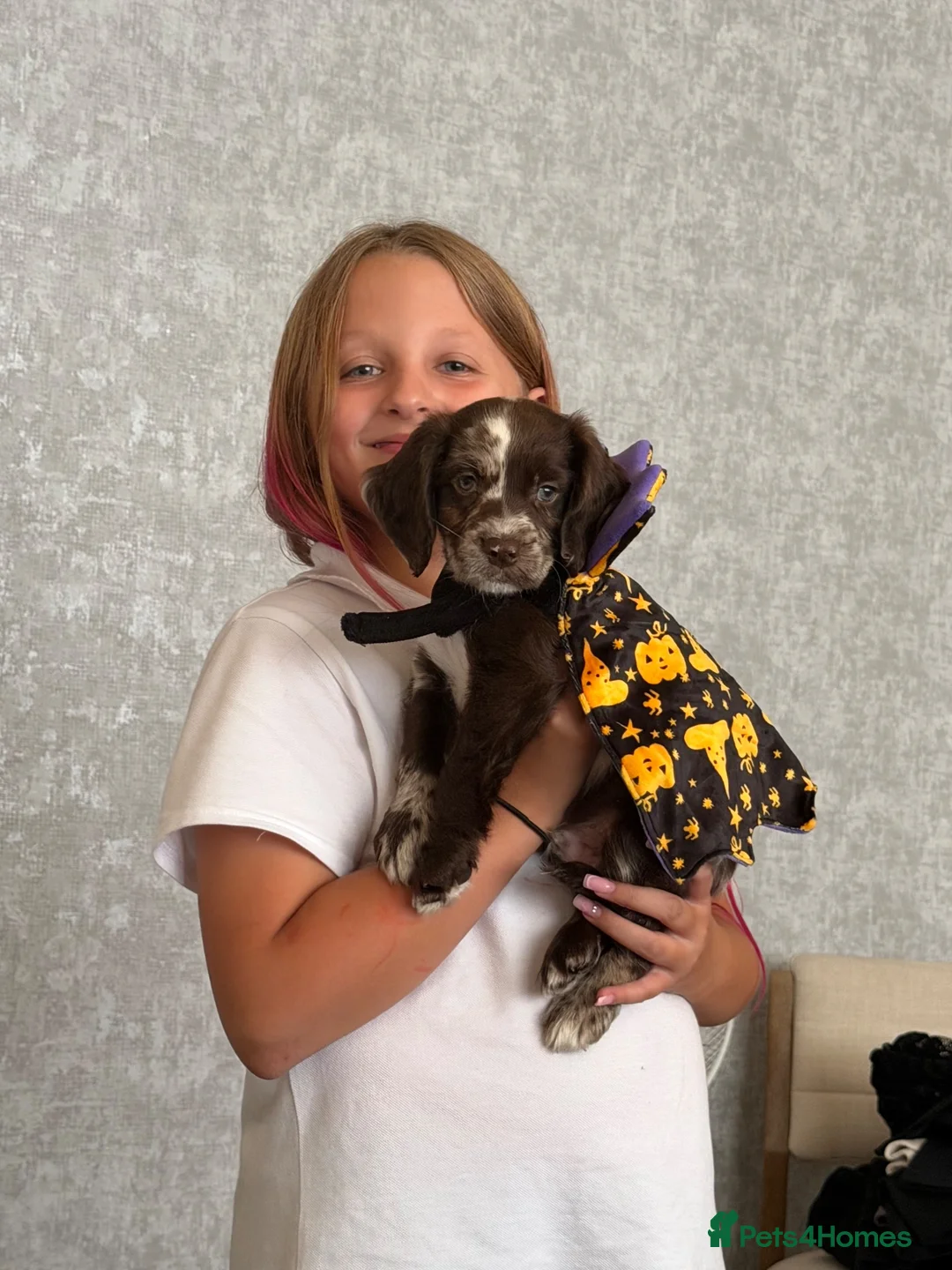 English Springer Spaniel dogs for sale: Spaniel boy looking for his forever home in Nottingham - Advert 2
