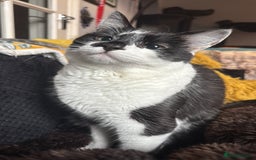 Siamese cats for sale: Bonded pair for rehoming  - Image 1