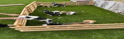 Lurcher dogs for sale: Lurcher puppies in Chesterfield - Advert 2