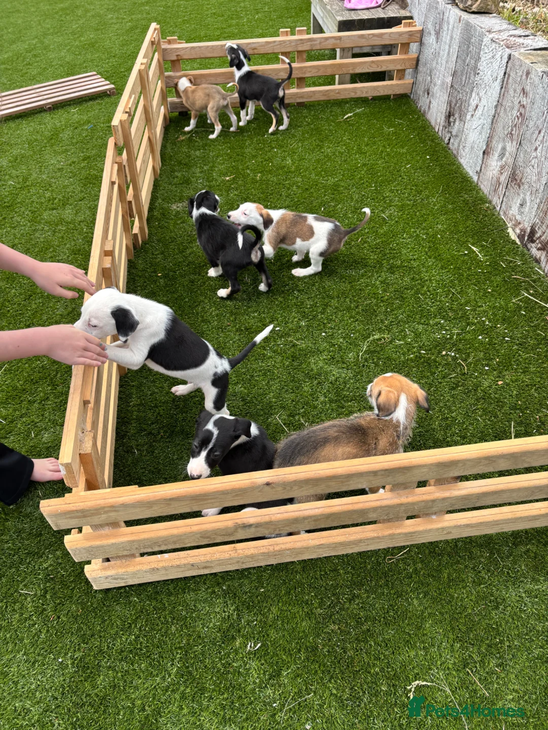Lurcher dogs for sale: Lurcher puppies in Chesterfield - Advert 2