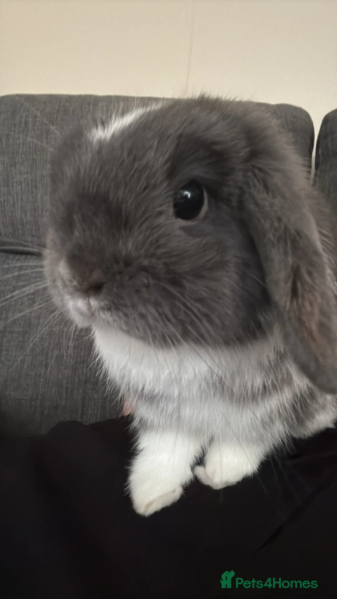 Mini Lop rabbits for sale: Mini lop buck in Salisbury - Advert 2