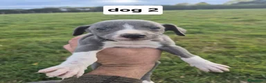 Whippet 2