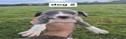 Whippet dogs for sale: Whippet pups - Advert 12