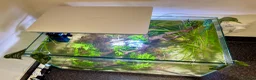 Pufferfish fish for sale: Complete setup available - pea puffers, Corys etc in Worcester - Advert 2