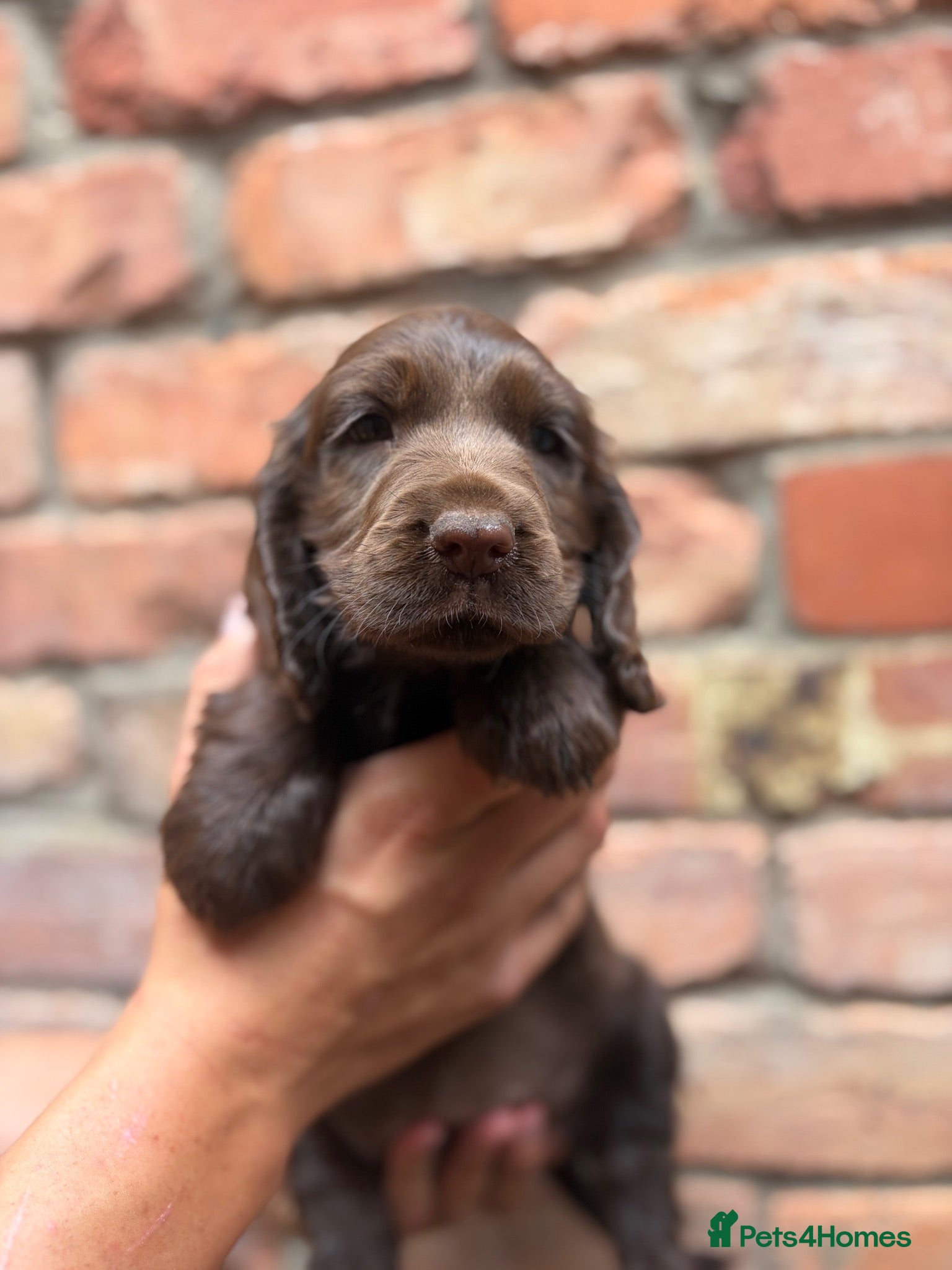 Cocker Spaniel dogs Choclate Show Cocker Girl available 😍 - Advert 1