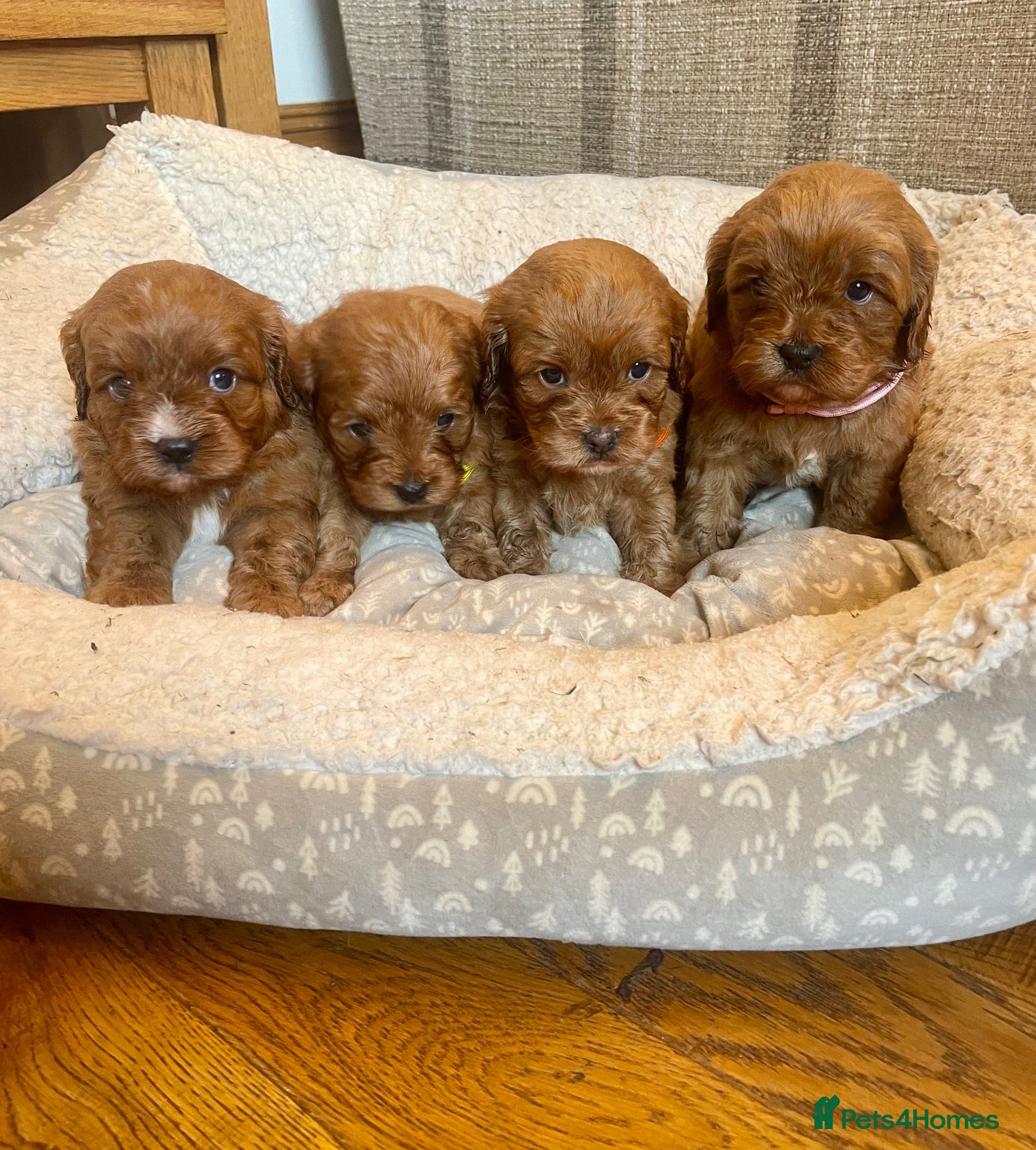 Cavapoo dogs 🐾 Outstanding deep red TOY F1 Cavapoos 🐾 - Advert 1