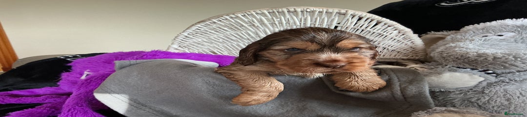 Cocker Spaniel Puppy 3