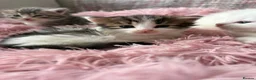 Siberian cats for sale: Four Fluffy kittens - Advert 11