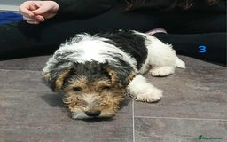 Fox Terrier dogs for sale: KC Reg Wire Fox Terrier Puppies READY NOW - Image 35