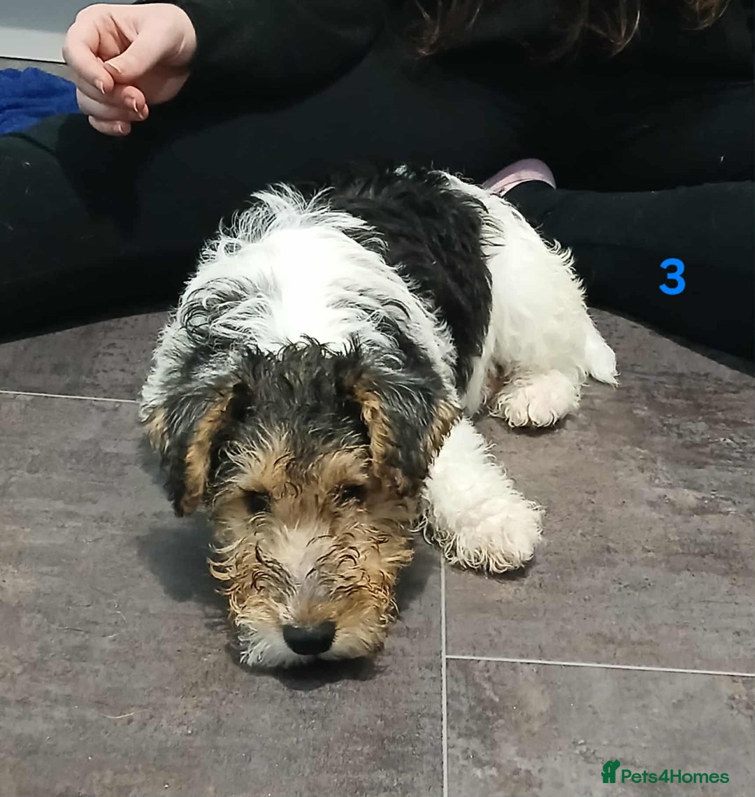 Fox Terrier dogs for sale: KC Reg Wire Fox Terrier Puppies READY NOW - Image 35