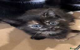 Mixed Breed cats for sale: 7 beautiful kittens available. - Image 4