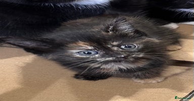 Mixed Breed cats - Advert 12