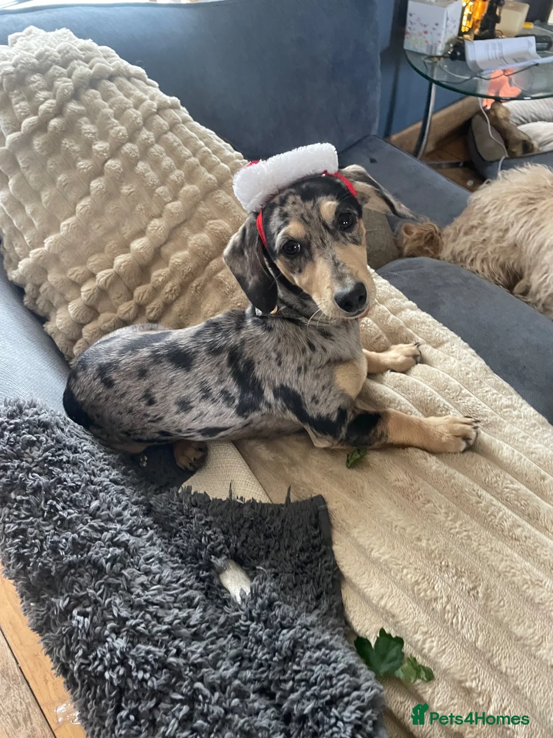 Dachshund dogs for sale: Stunning adult dachshund female  - Advert 2