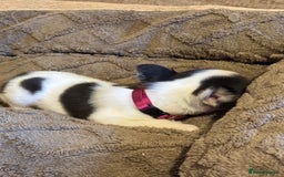 French Bulldog dogs for sale: Kc reg Fluffy Frenchies Ready Now  - Image 10