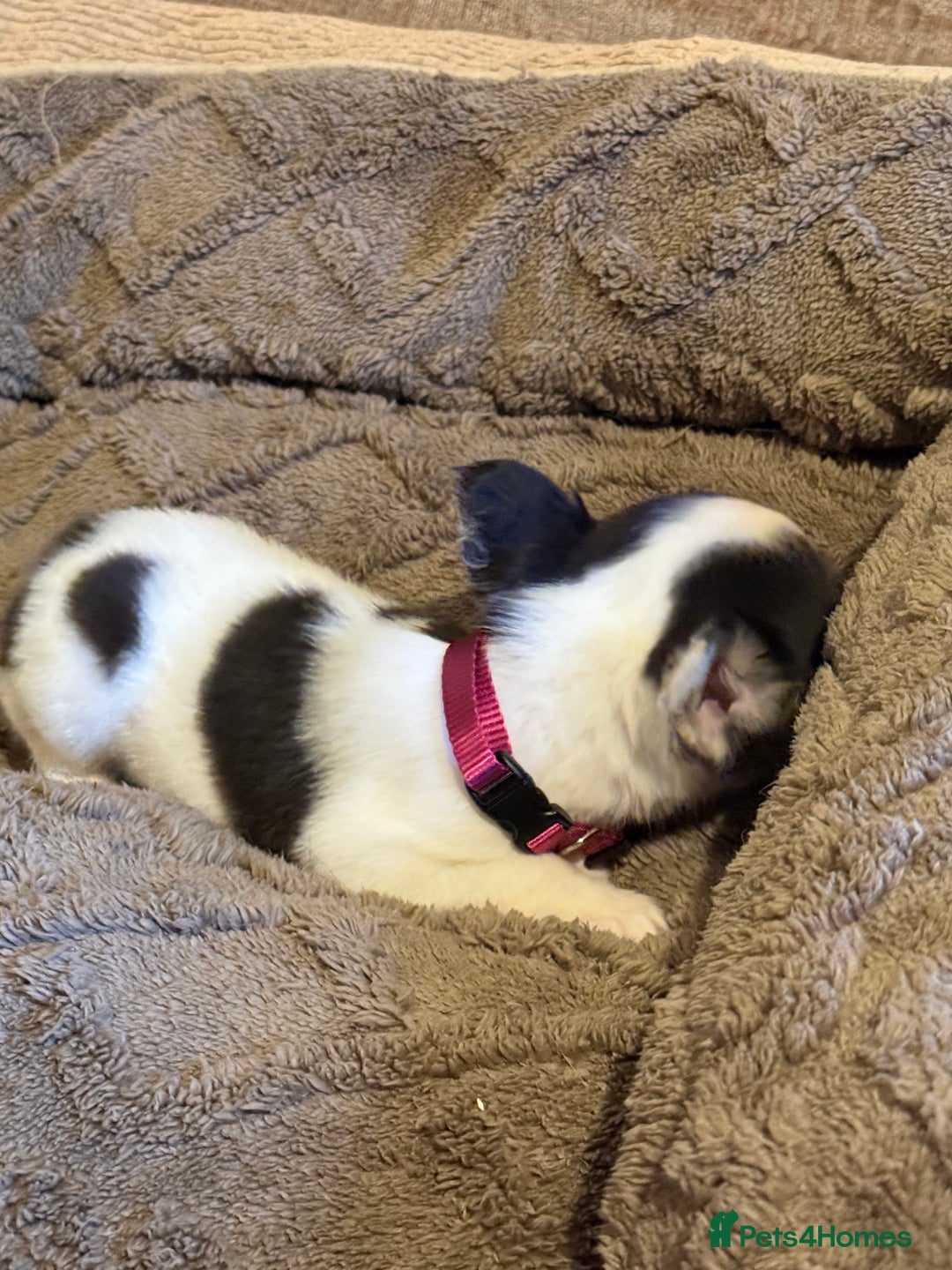 French Bulldog dogs for sale: Kc reg Fluffy Frenchies Ready Now  - Image 10