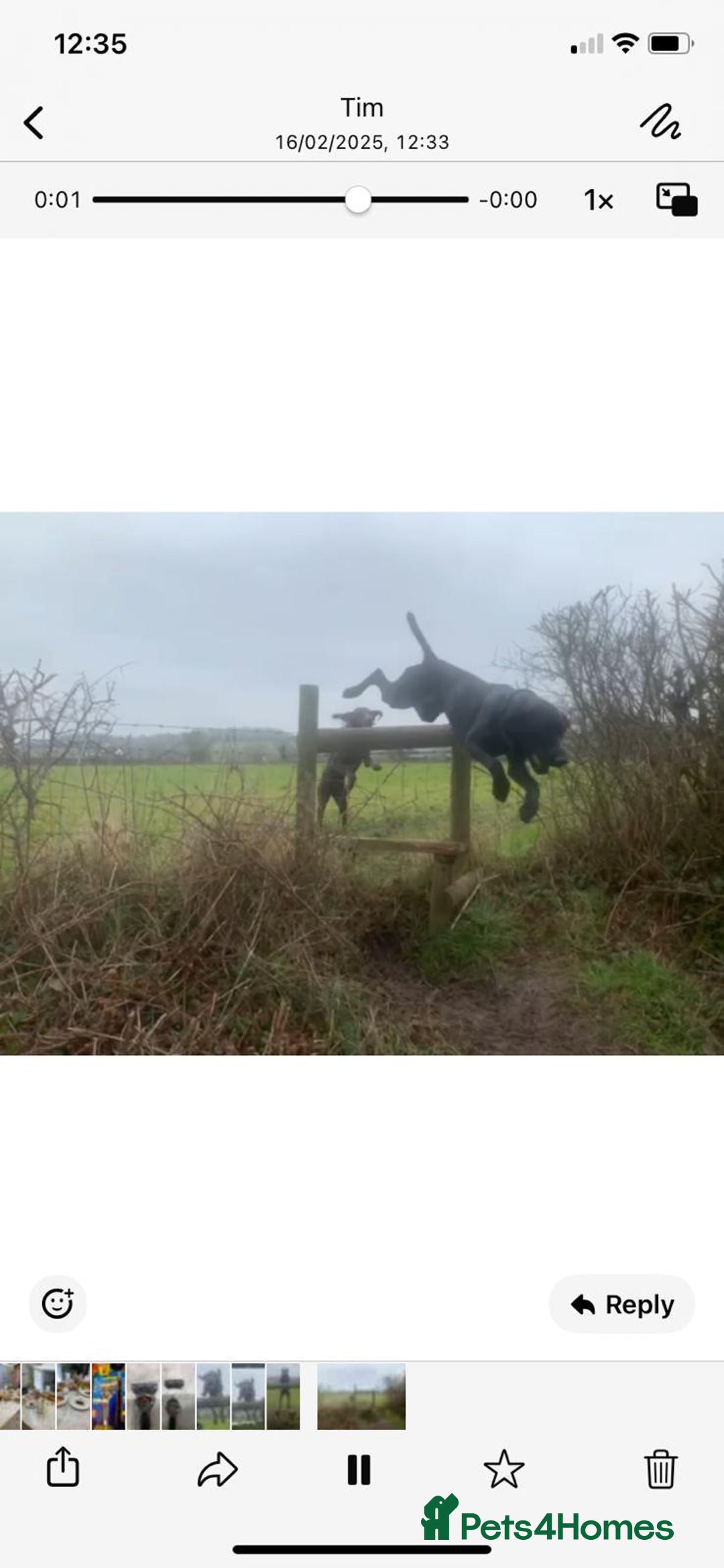 German Shorthaired Pointer dogs for sale: Exceptional German Shorthaired Pointer Puppies - Image 13