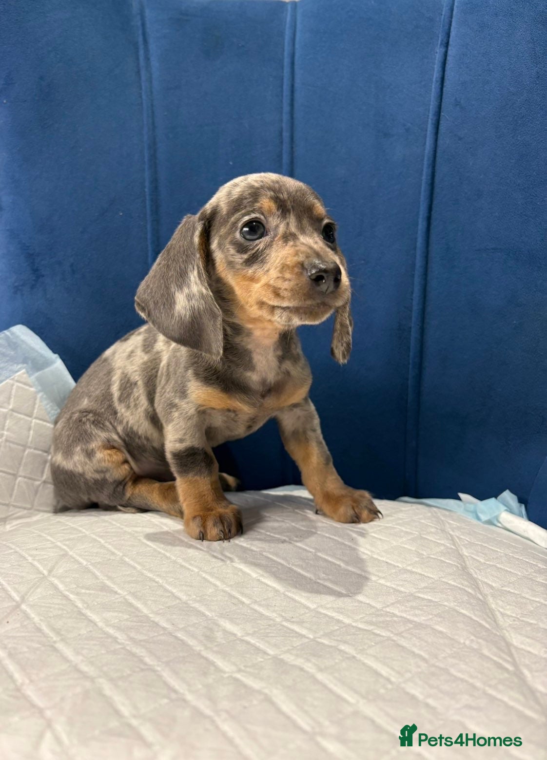 Miniature Dachshund dogs Miniature Dachshunds 8 weeks old ready to leave  - Advert 2