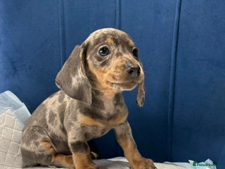 Miniature Dachshund dogs Miniature Dachshunds 8 weeks old ready to leave - Advert 2