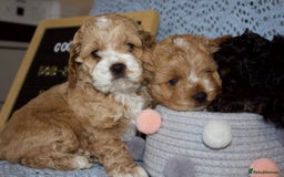 Cockapoo dogs for sale: Unique F1 Cockapoo Puppies - Image 20