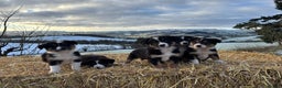 Border Collie dogs for sale: Quality Long Coated Tri Border Collie Puppies - Advert 2