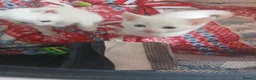 Mixed Breed cats for sale: Beautifull litter  - Advert 2