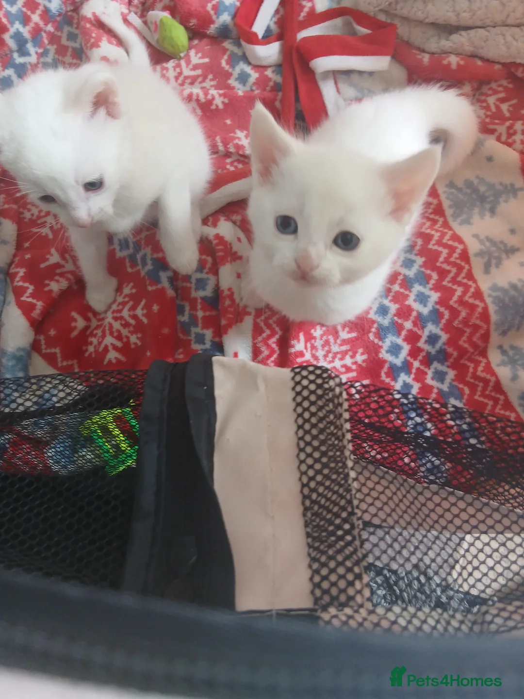 Mixed Breed cats for sale: Beautifull litter  - Advert 2