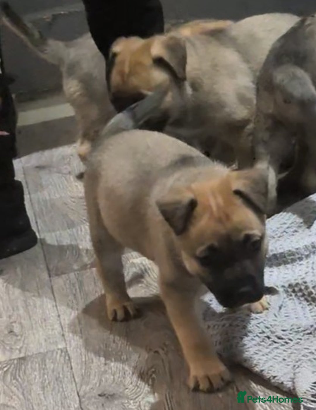 Mixed Breed dogs for sale: MixedBreed Mum Bullboxer Dad-King German Shepherd  - Advert 7