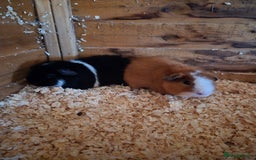 Guinea Pig rodents for sale: Male guinea pigs  - Image 1