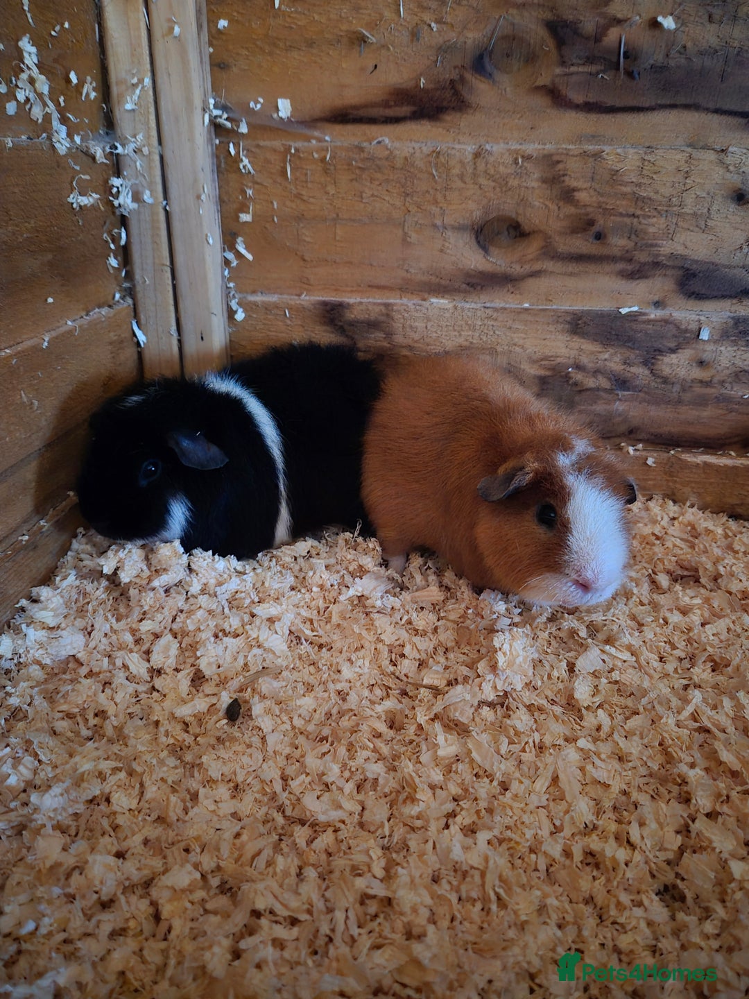 Guinea Pig rodents for sale: Male guinea pigs  - Image 1