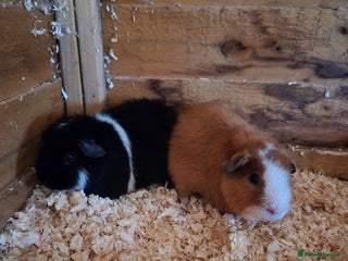 Guinea Pig rodents for sale - Advert 2