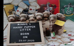 Miniature Dachshund dogs for sale: Beautiful miniature Dachshund Puppies - Image 1