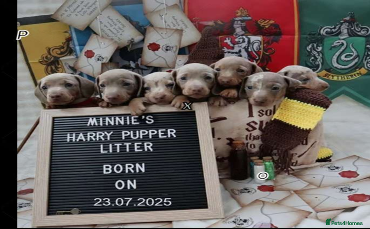 Miniature Dachshund dogs - Advert 4