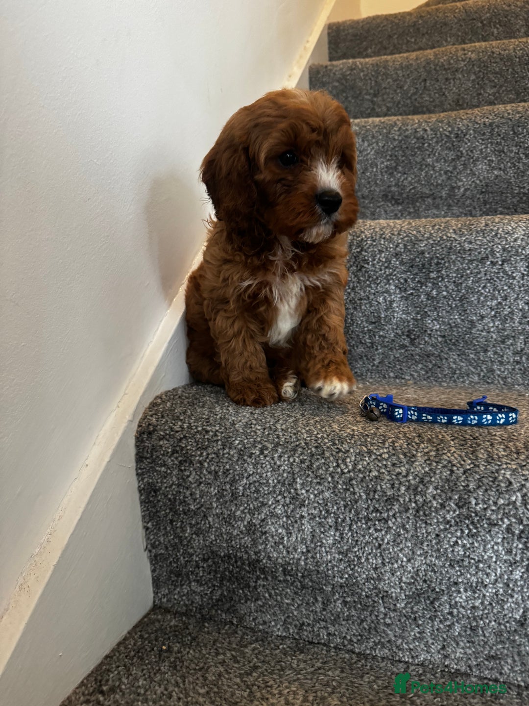 Cavapoo dogs for sale: cavapoo  - Image 13