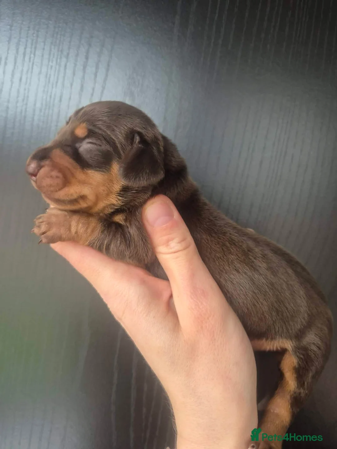 Miniature Dachshund dogs for sale: Miniature Dachshund  - Advert 8
