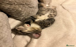 Mixed Breed cats for sale: Kitten looking for a forever home - Image 8