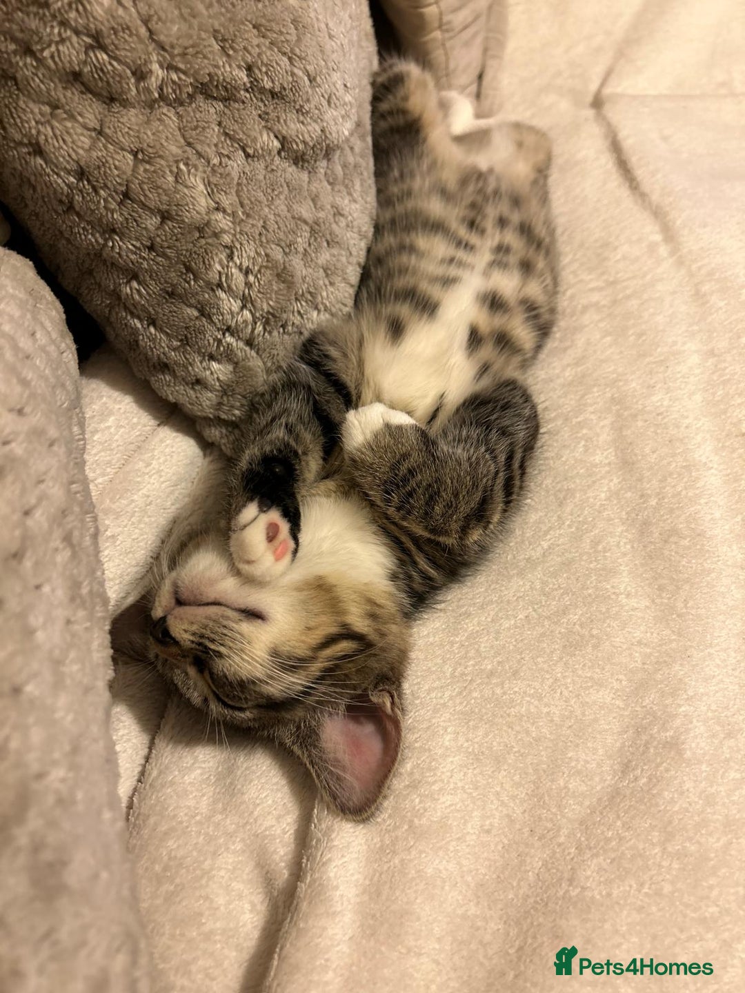 Mixed Breed cats for sale: Kitten looking for a forever home - Image 8