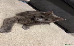 Mixed Breed cats for sale: Beautiful kitten for sale  - Image 5