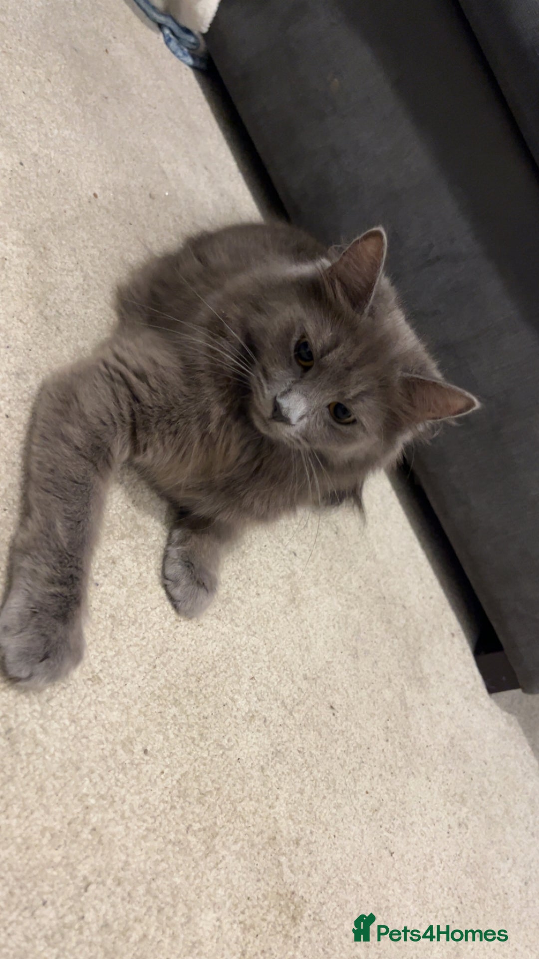 Mixed Breed cats for sale: Beautiful kitten for sale  - Image 5